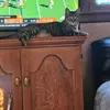 Debora Knutson - @debora.knutson - TikTok