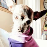 Debra Knutson - @violetbellelulu - Instagram