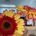 Deb Lambert - Facebook