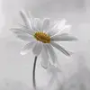 Deb Larson - @deb.larson - TikTok