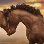 Deb Lee Carson - @spirit_horse_woman - Instagram