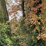 Deb Dietz Livingston - @dadzcats - Instagram