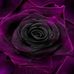 Debbie Livingston - Facebook