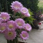 Debra McDaniel - @debmcdaniel38 - Instagram