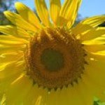 Debra Mercer - @sanddollar276 - Instagram