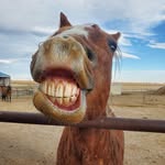 Deb Michael - @horsebuds.inc - Instagram
