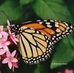 Deb Morey - Facebook