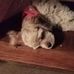 Deb Morrison - Facebook