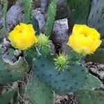 Deb Morrow - @debm145 - Instagram