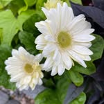 Deb Patterson - @debpatterson71 - Instagram