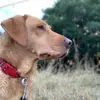 debpayne713 - @foxredruby - TikTok
