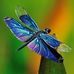 Deb Phillips - Facebook