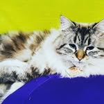 Deb Pike - @napoleonsiberian - Instagram