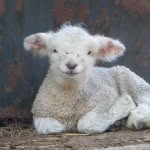Deb Potter - @merciful_hearts_farm - Instagram