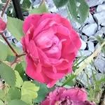 Deb Potter - @debpott5 - Instagram