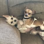 Deb Potter - @1956dogmom - Instagram