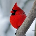Deb Pietruszka-Richmond - @debrich56 - Instagram