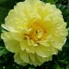 Debra Ross7733 - @deb.ross515 - TikTok