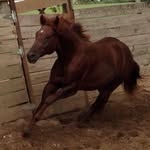 Deb Schroeder - @cdranch00 - Instagram
