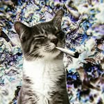 Deb Sears - @debdoesdank - Instagram