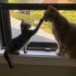 Debra Silverman - @silverstars9113 - Instagram