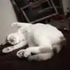 debrasilverman4 - @debra.silverman5 - TikTok