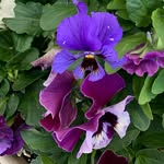 Deb Snyder - @debsnyder43 - Instagram
