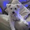 debbiesonger - @debbiesonger - TikTok