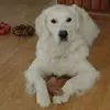 Debra Wolf Scott Spaulding - @debra.wolf.scott - TikTok