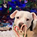 Deb Springer - Facebook