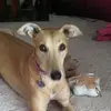 Sparky - @debbispringerward - TikTok