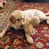 Deb Starr - @drhooamytrisyahoo.com - TikTok
