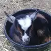 Debbie Steiner526 - @debbiesteiner2525 - TikTok