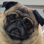 Deb Sterling - @groomingdales_ca - Instagram