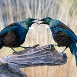 Deb Stokes - @bestshotsnz - Instagram