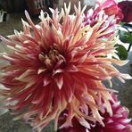Debra Stow - Facebook