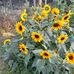 Debbie Strawbridge - Facebook
