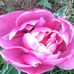 Deb Summers - Facebook