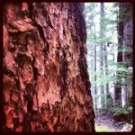 Deborah Svoboda - @outtatheshadows - Instagram
