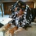 Debbie Tichenor-Bosecker - Facebook