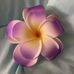 Deb White - Facebook