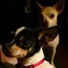 debwilliamson396 - @debwilliamson396 - TikTok