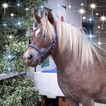 Deb Willoughby - @grannydeb62 - Instagram