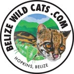 debi willoughby - @belize.wildcats - Instagram