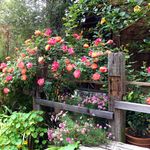 Deb Young - @youngrdch1 - Instagram