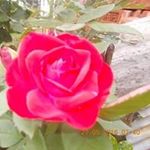 Debasis Bhattacharjee - @debasisutbi - Instagram