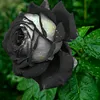 debasis kar - @payeld0 - TikTok