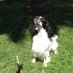 Debbie Adamson - @ozdezignspringerspaniels14 - Instagram
