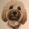 debbie adamson art - @debbieadamsonart - TikTok