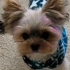 debbieambrose1121 - @debbieambrose469 - TikTok